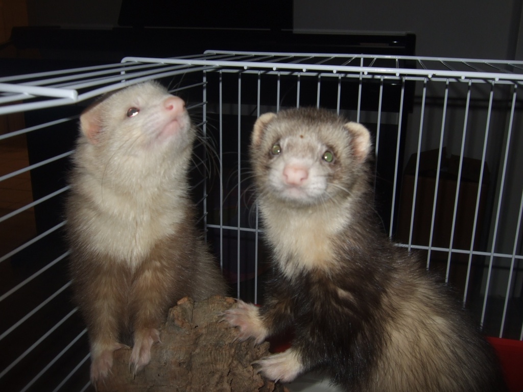 2 FRETTCHEN zu verkaufen!!! mit Käfig & allem Zubehör! - Nagetiere - Braunschweig