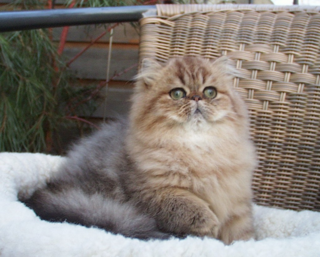 Goldschätzchen - Katzen - Berlin