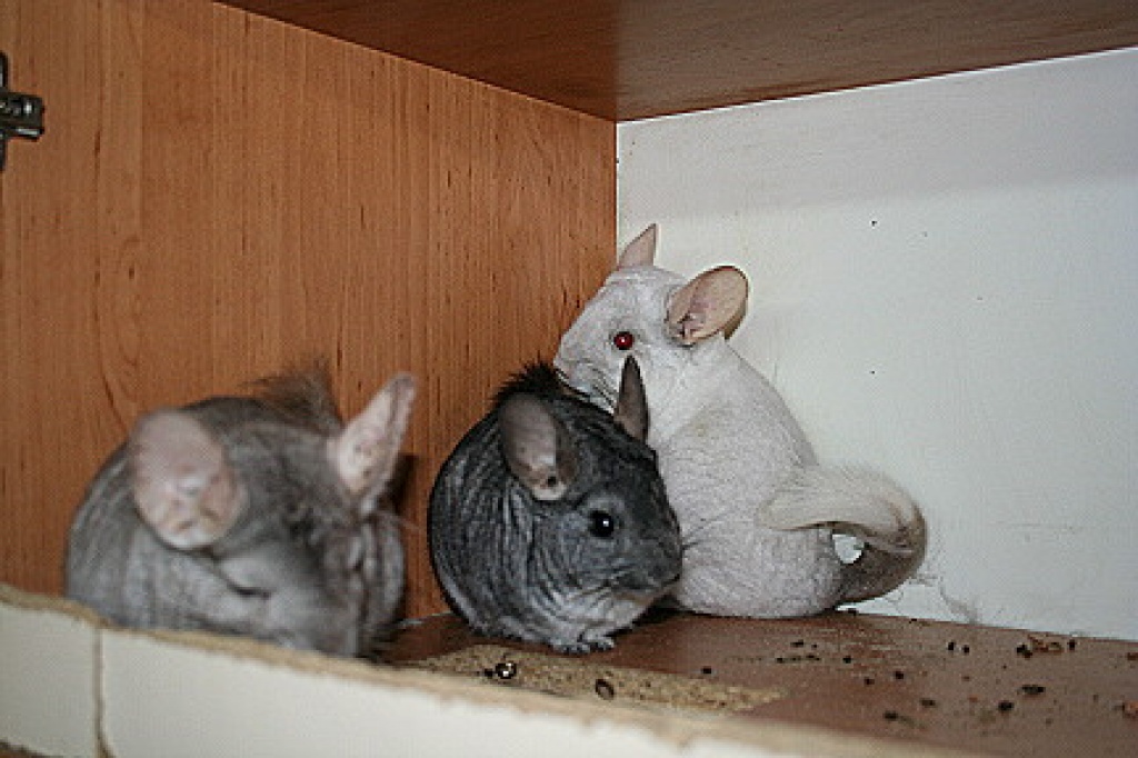 Nur als Trio - Nagetiere - Werne