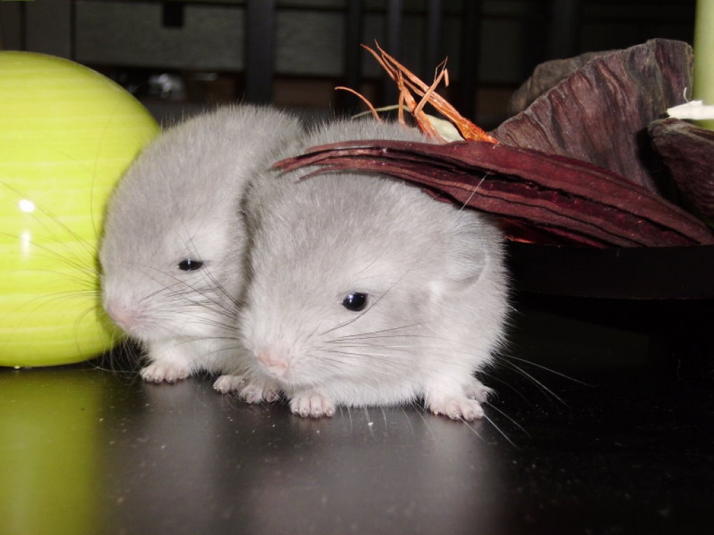 Chinchilla Babies (männlich) violett suchen ein neues Zuhause - Nagetiere - Leverkusen