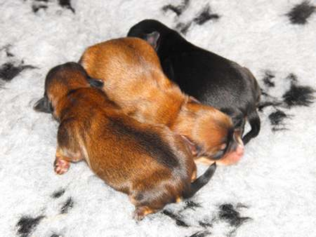 Havaneser Welpen!!! - Hunde - Schmalfeld