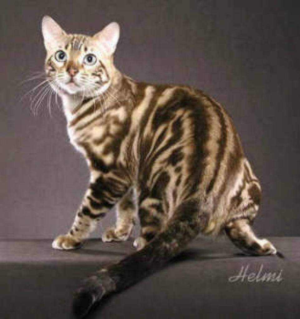 LUXURY Bengal kitten boys mit Pedigree aus USA Linie - Katzen - Krupa