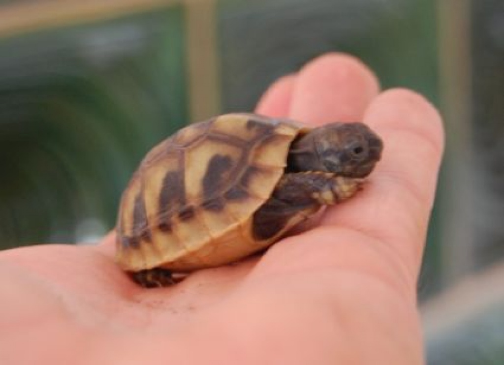 Gebe Griechische Landschildkröten ab - Reptilien - Bayern