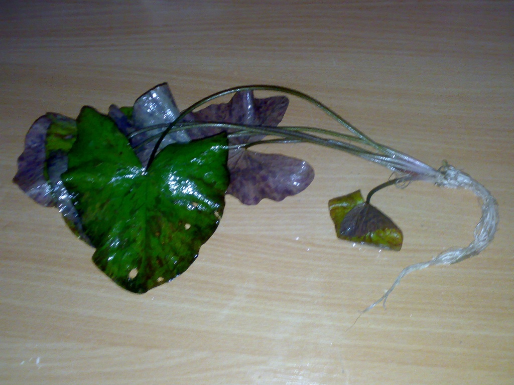 Grüner Lotus - Fische - Büdingen