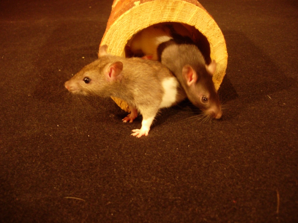 Zahme Jungratten abzugeben - Nagetiere - Dortmund