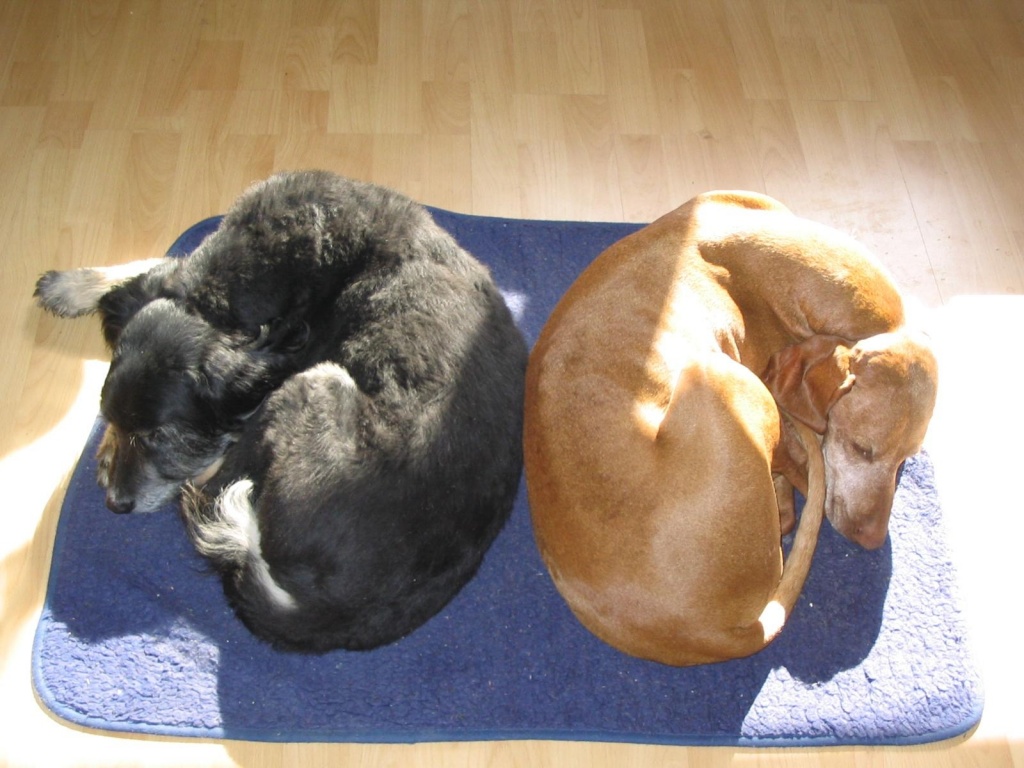 Suche Hundesitter - Hunde - Dachau