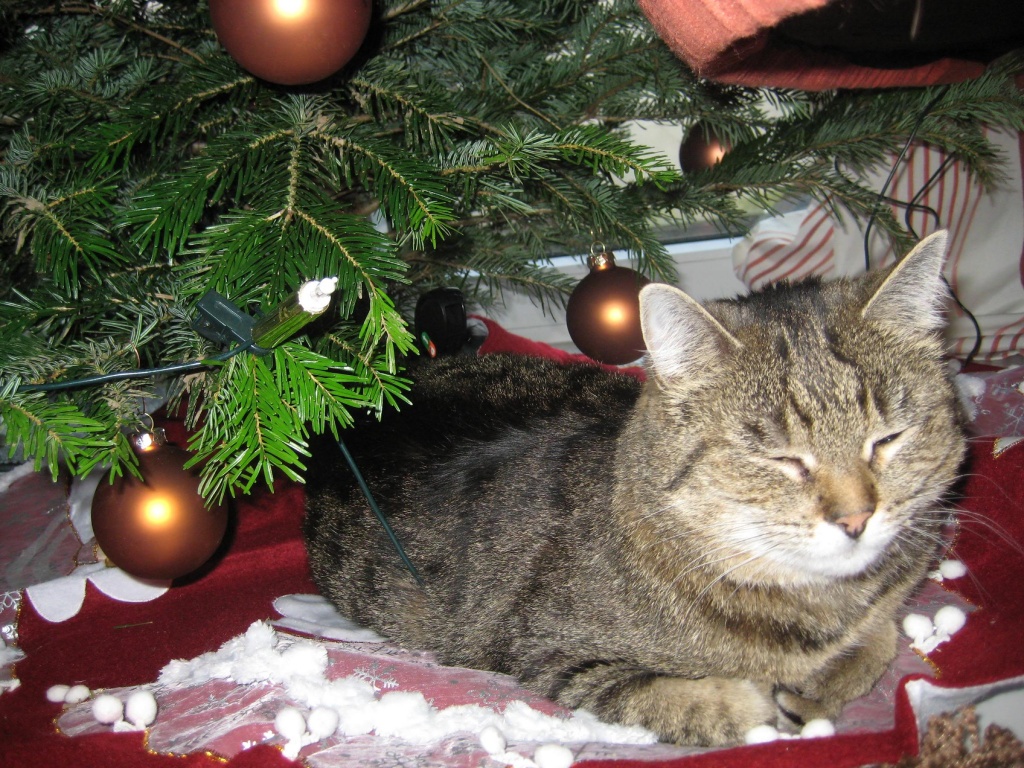 Liebe Katzendame sucht dringend neues Zuhause - Katzen - Trier