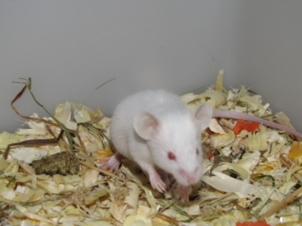 Weisse Mäuse (Futtermäuse) - Nagetiere - Nürnberg