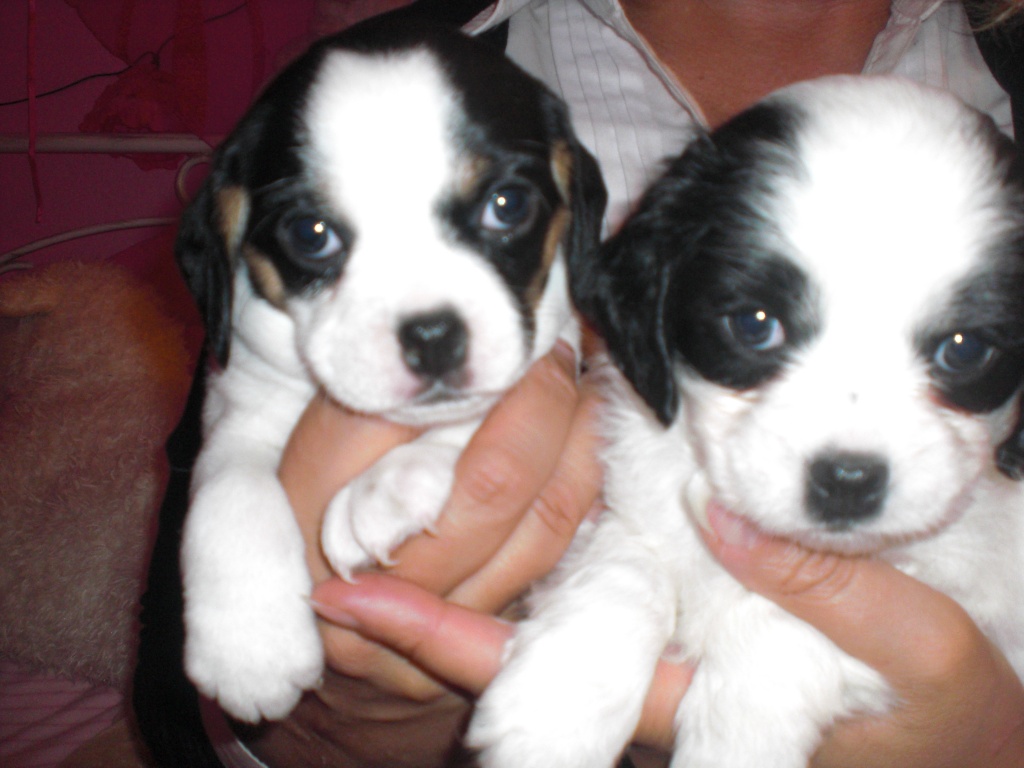 Noch 5 wunderschöne Edelmixwelpen!!! - Hunde - Hittfeld