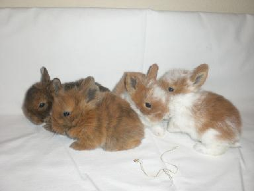 Abgabetiere - Teddyzwerge - Nagetiere - Illmensee