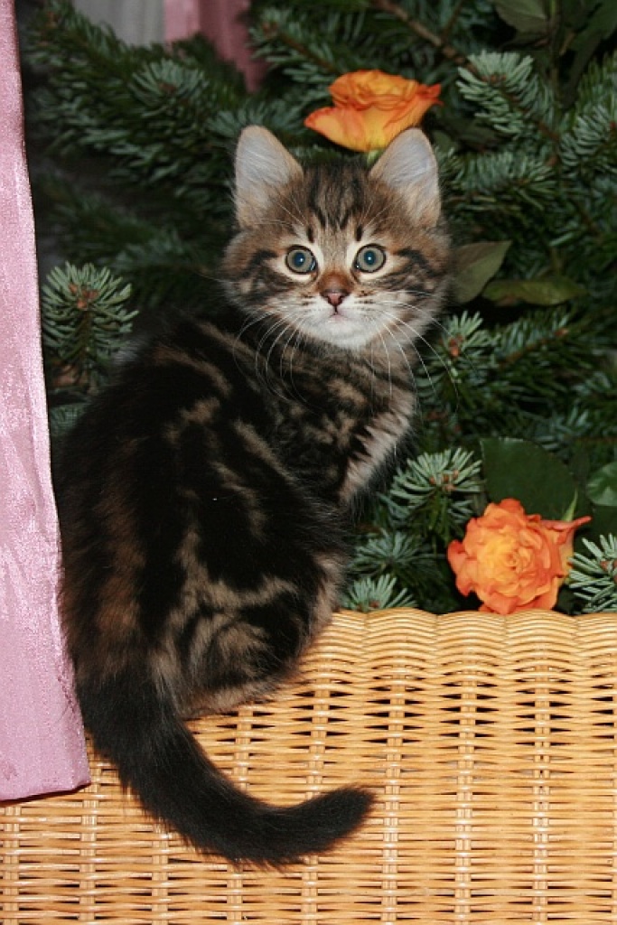 Sibirische Waldkatzen - Katzen - Wetzikon ZH Schweiz