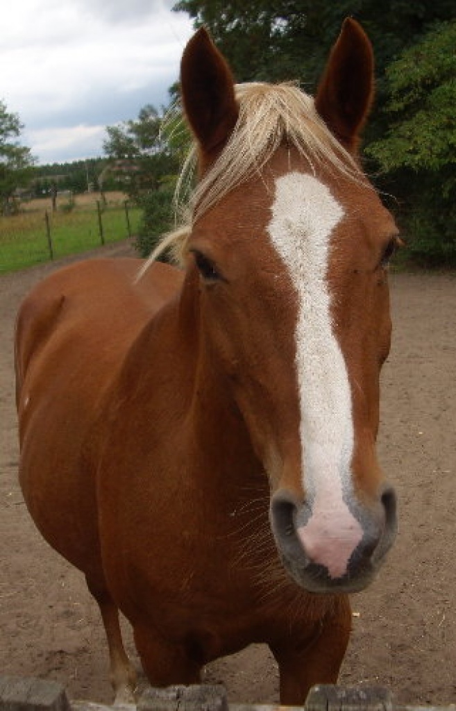 Warmblut-Haflinger-Mix-Stute - Pferde - Löwenberger Land