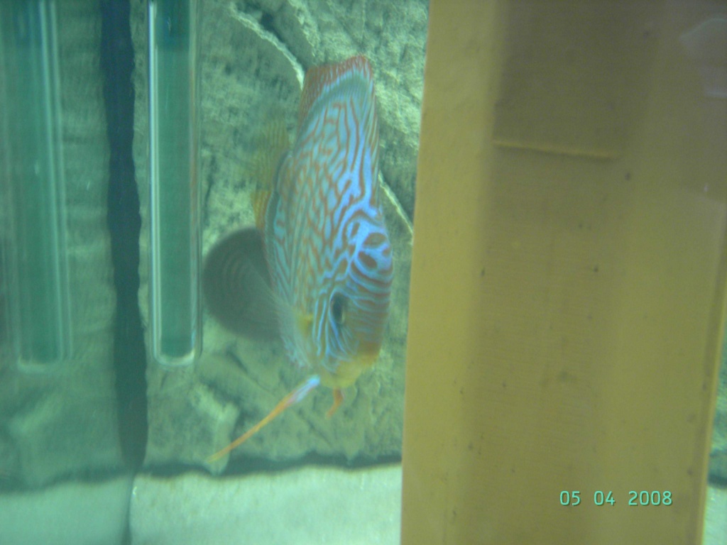 Top Diskusfische - Fische - Haiterbach