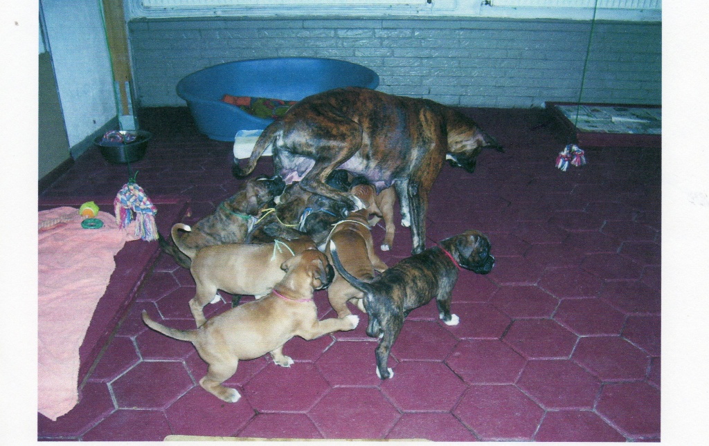 Boxerwelpen - Hunde - Achim