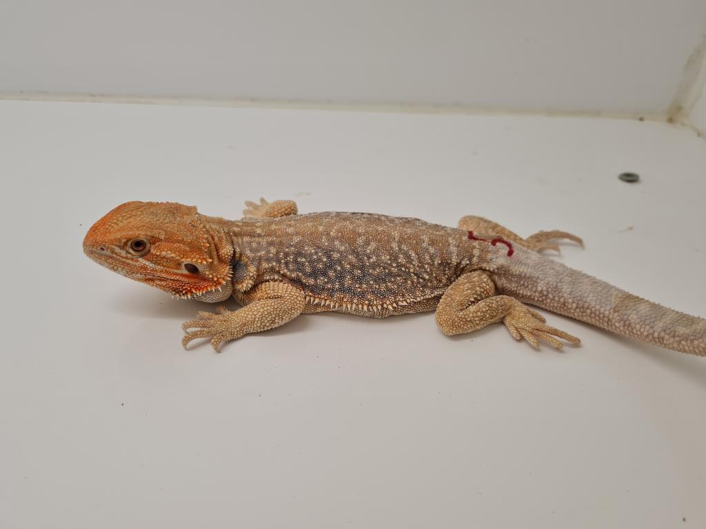 Seltene rote Bartagamen Pogona Vitticeps zu kaufen - Reptilien - Seligenstadt