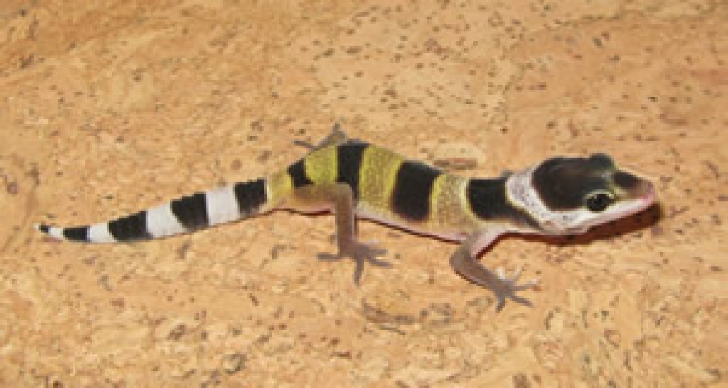 Leopardgeckos NZ10 abzugeben! - Reptilien - Weimar