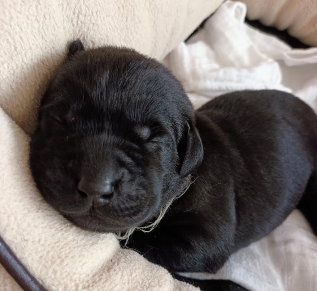 Schwarze Labrador Welpen vom Sauboden FCI für Familie und Jagd - Hunde - Arriach/Kärnten