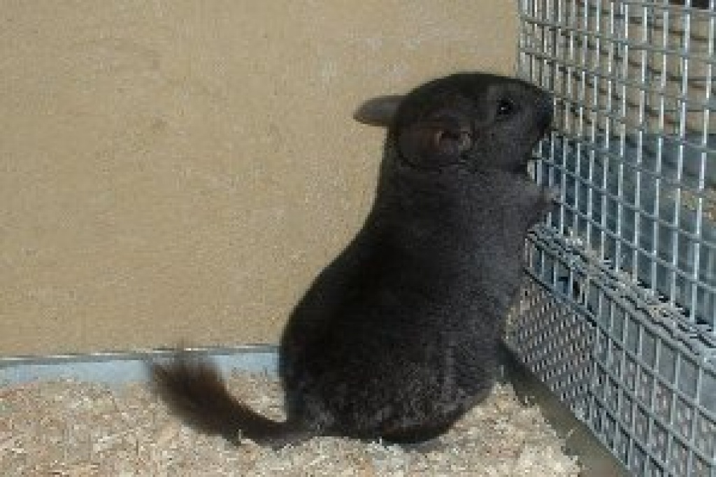 Zwei Ebony Hetero Böckchen abzugeben - Nagetiere - Mechernich