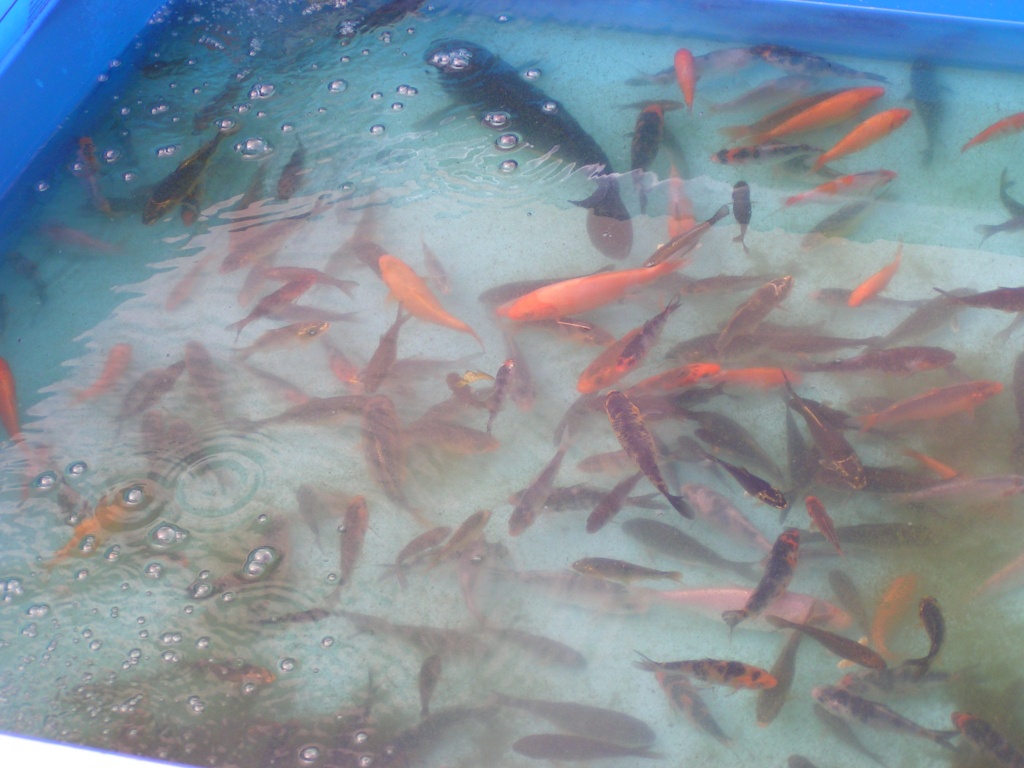 Junge Koikarpfen - Fische - Wegberg