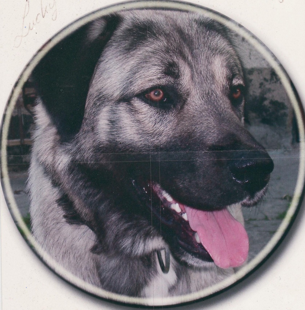 Sivas Kangal - Tierboersen - Rotthalmünster