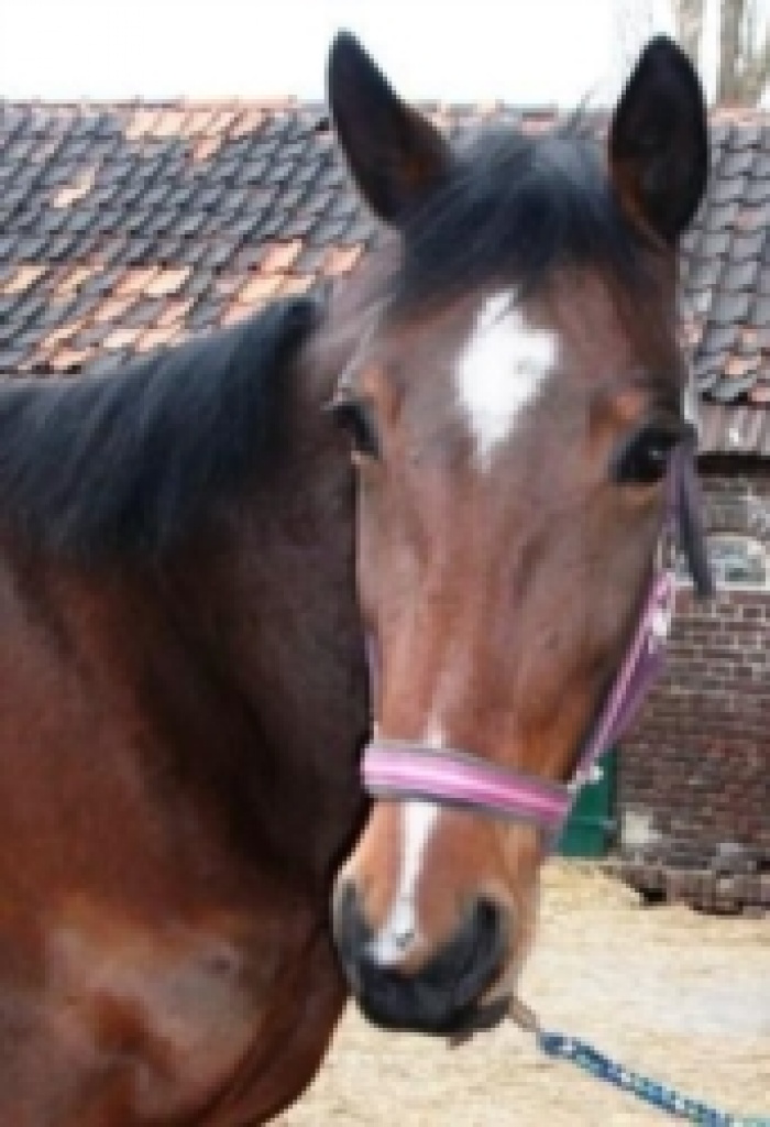 Liebe Stute sucht liebe Reitbeteiligung in 45896 Gelsenkirchen Hassel - Pferde - Gelsenkirchen