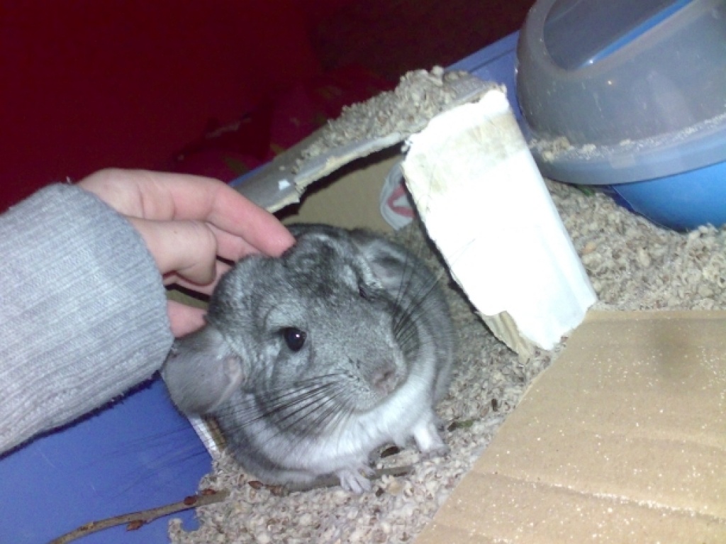 Verschenke Standart-Böckchen - Nagetiere - Reitmehring