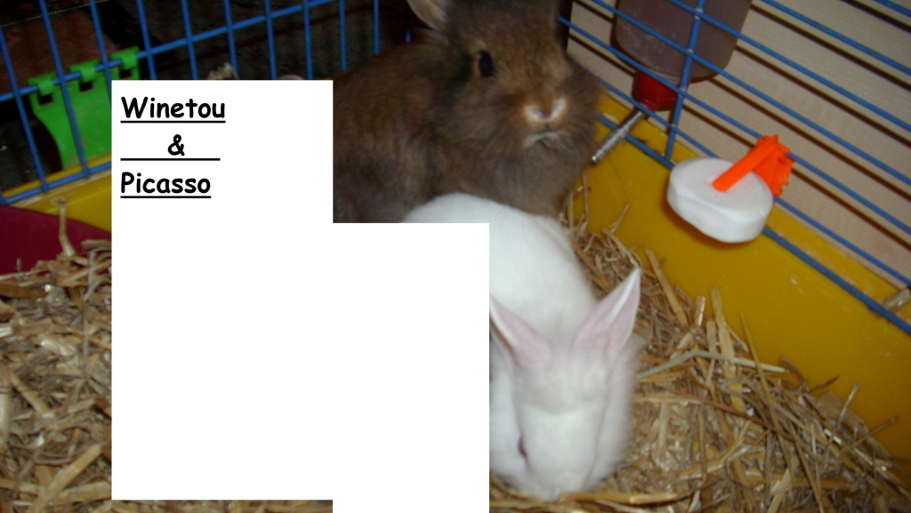 Verkaufe 2 Kaninchen Männchen 3 Monate alt - Tierboersen - Hamburg