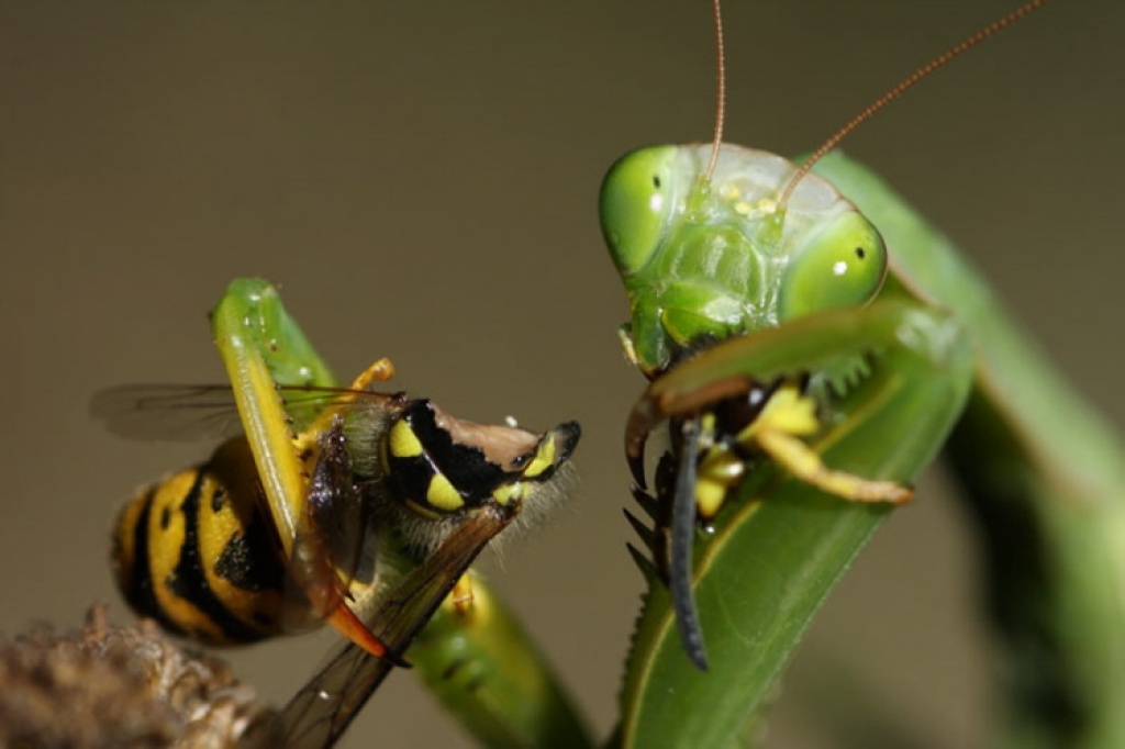 Suche Gottesanbeterinnen - Insekten - Altusried