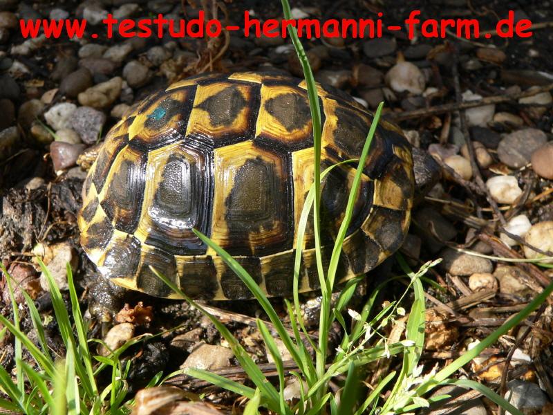 Italienische Landschildkröten Testudo hermanni hermanni Nachzuchten - Reptilien - Kamen