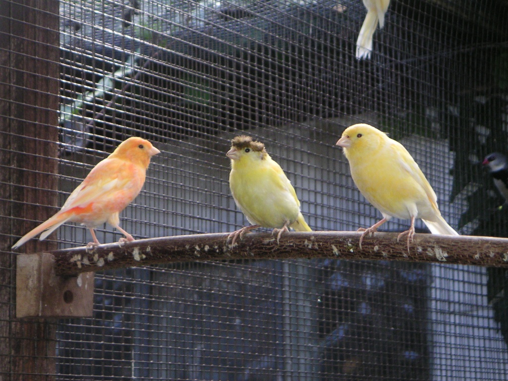 KANARIENVÖGEL, verschiedene Farben - Voegel - Gütersloh