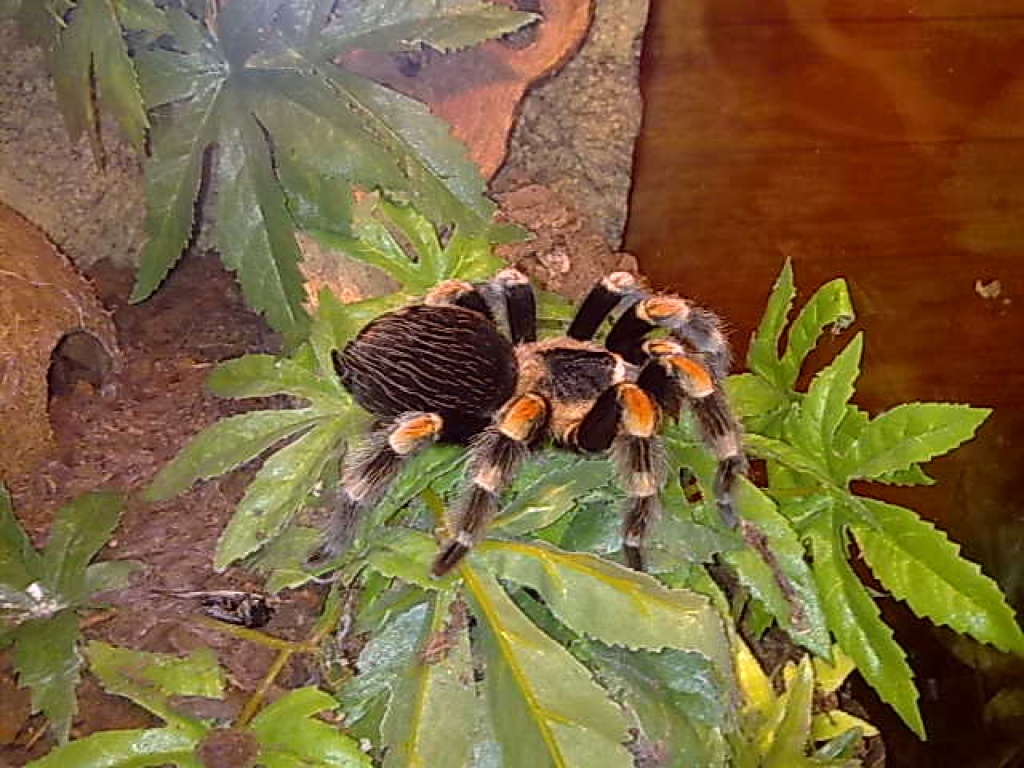 Verkaufe meine Vogelspinnen. B. smithi - Insekten - Walsrode