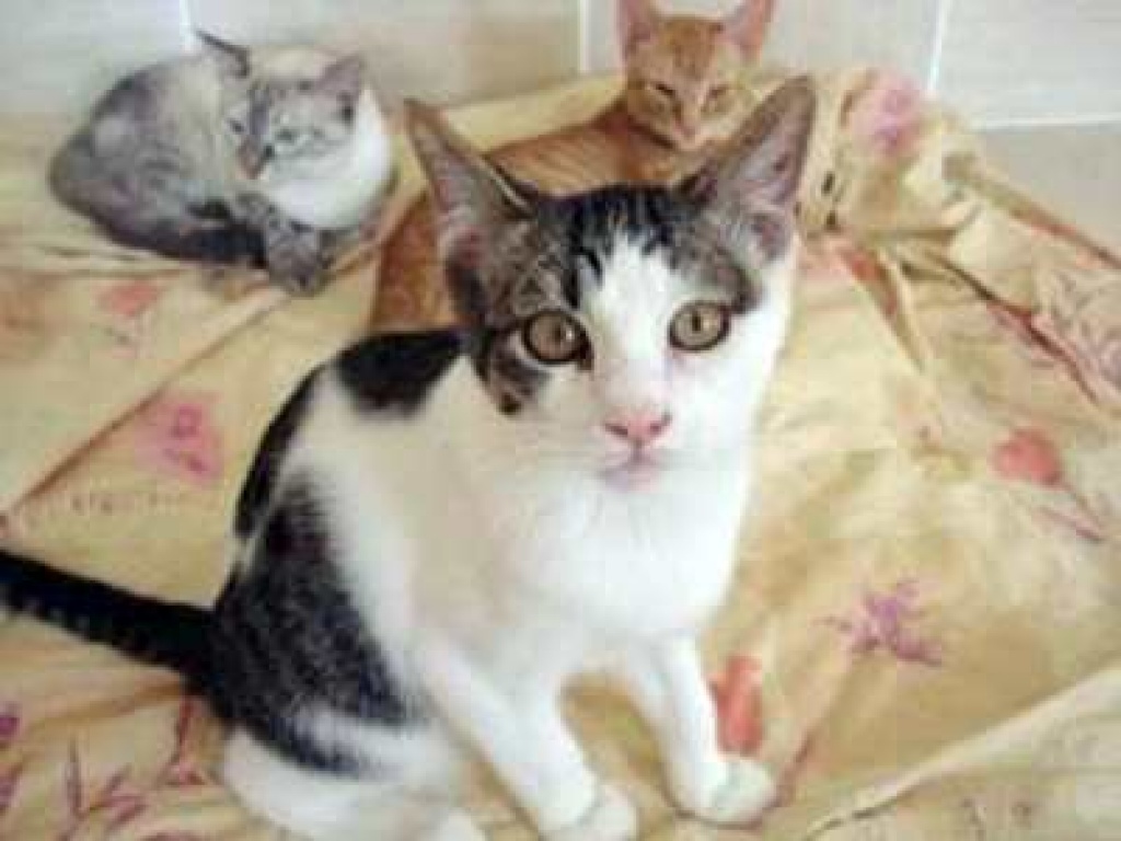 Liebes Katzenkind Coriza - Katzen - Oberhausen