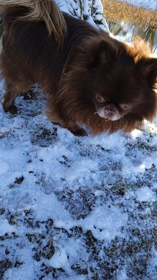 Chihuahua Deckrüde dark schoko - Hunde - Deutschland