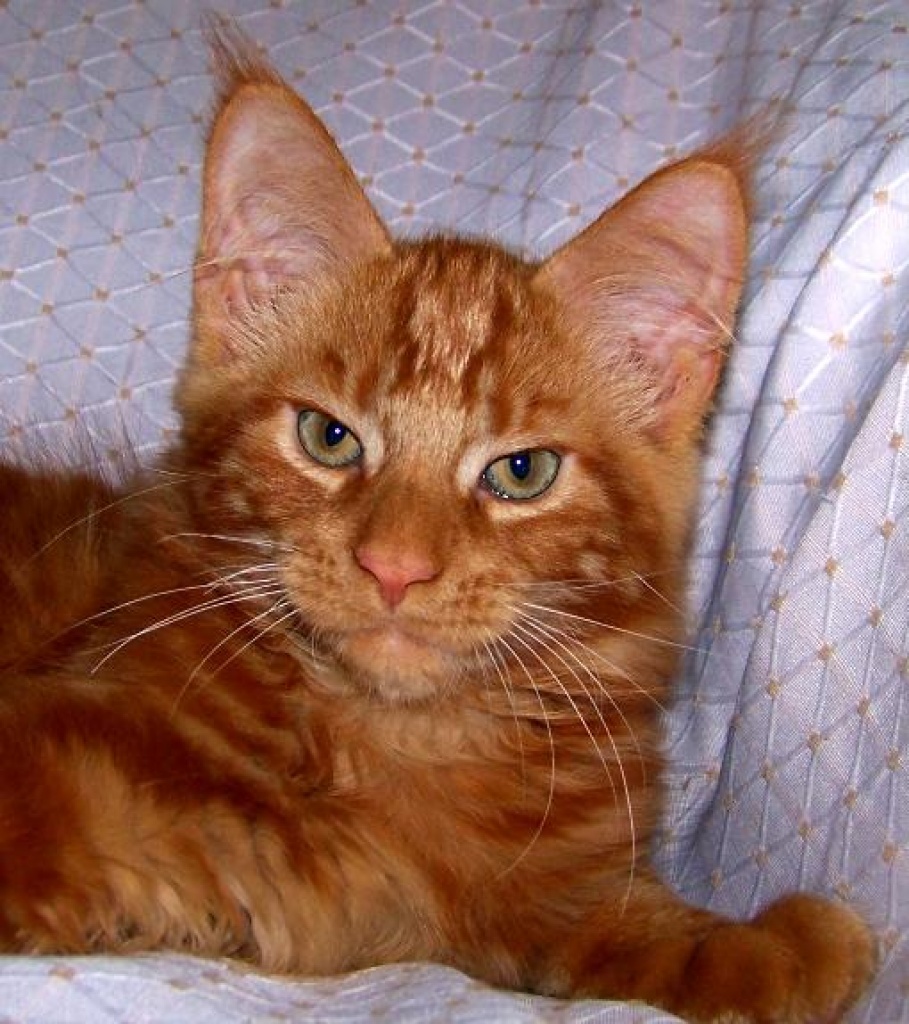 Rote Maine Coon Kitten. - Katzen - Warendorf