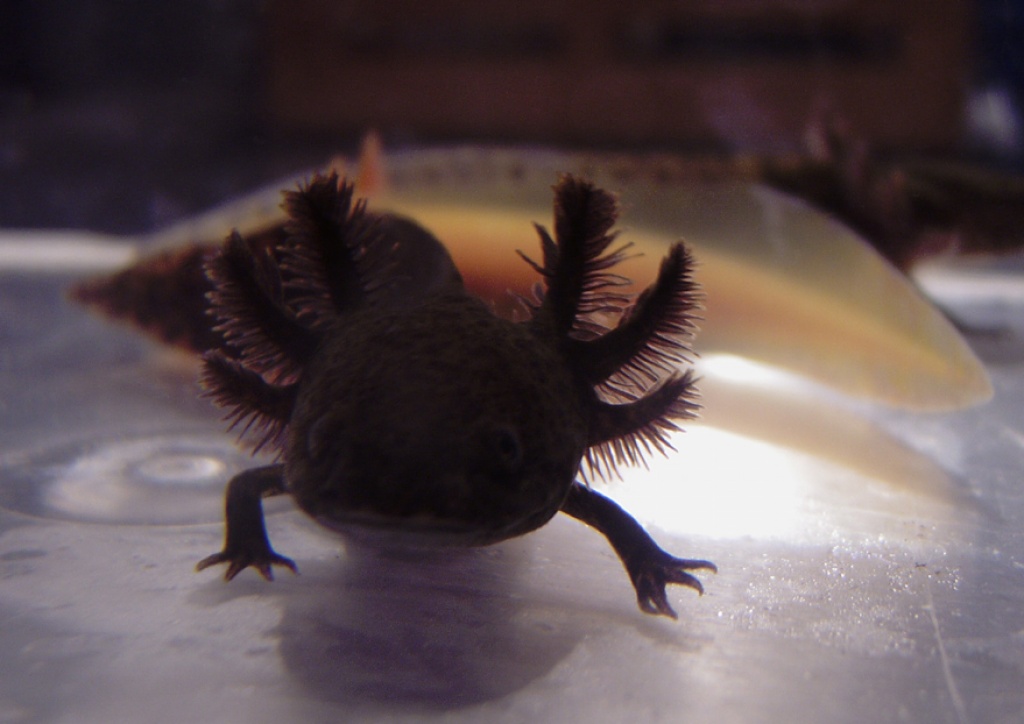 Axolotlnachzuchten - Amphibien - Peine