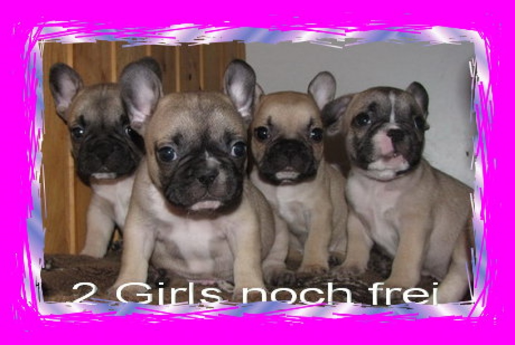 Franz.Bulldoggen.Babys - Hunde - Ulrichstein