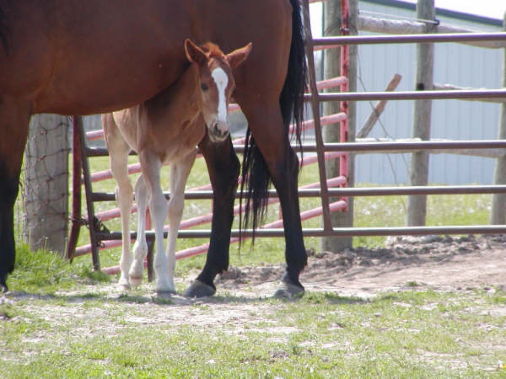 Artgerechter Offenstall in March bei Freiburg - Pferde - March