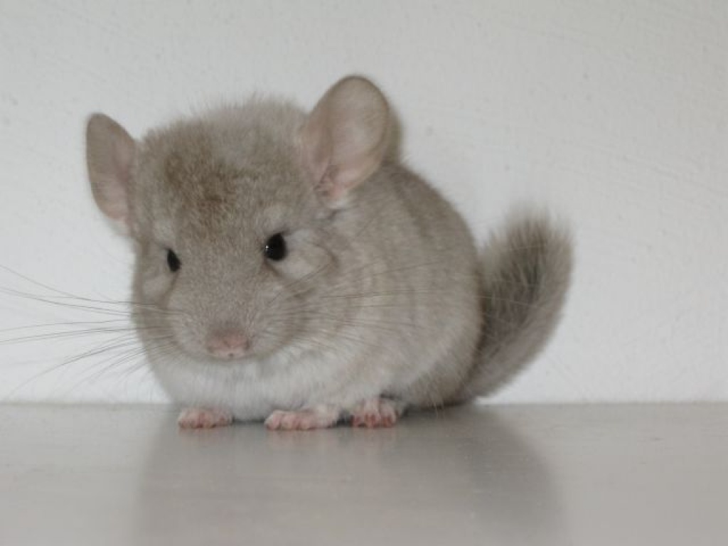Chinchilla super süsse Fellnasen - Nagetiere - Herdecke