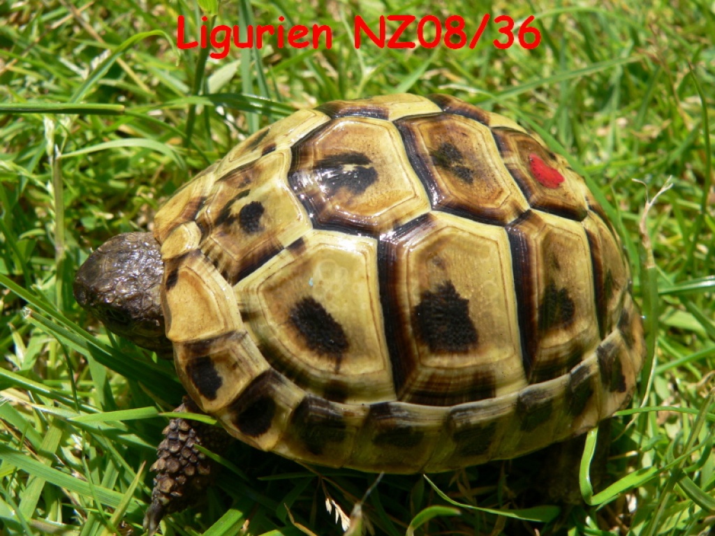 Ligurische Landschildkröten Testudo hermanni hermanni Italien NZ08/09 - Reptilien - Kamen