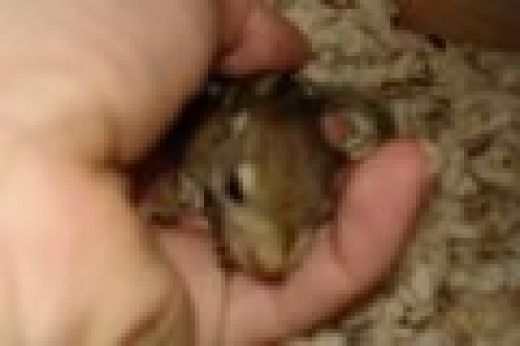 Hallo hab junge niedliche Baumstreifenhörnchen zu verkaufen - Nagetiere - 53343 Wachtberg Pech