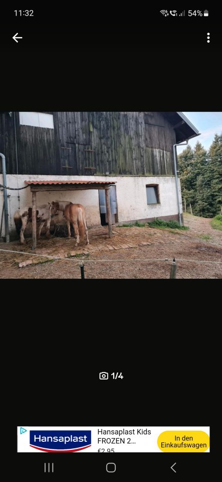 Offensrallplatz für absetzter/ jungpferd - Pferde - Erlbach