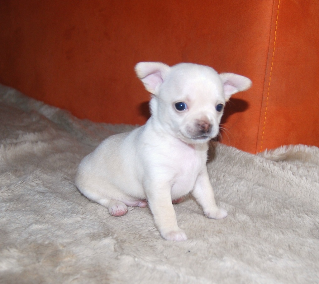 Reinrassige Chihuahuawelpen - Hunde - Calbe Saale