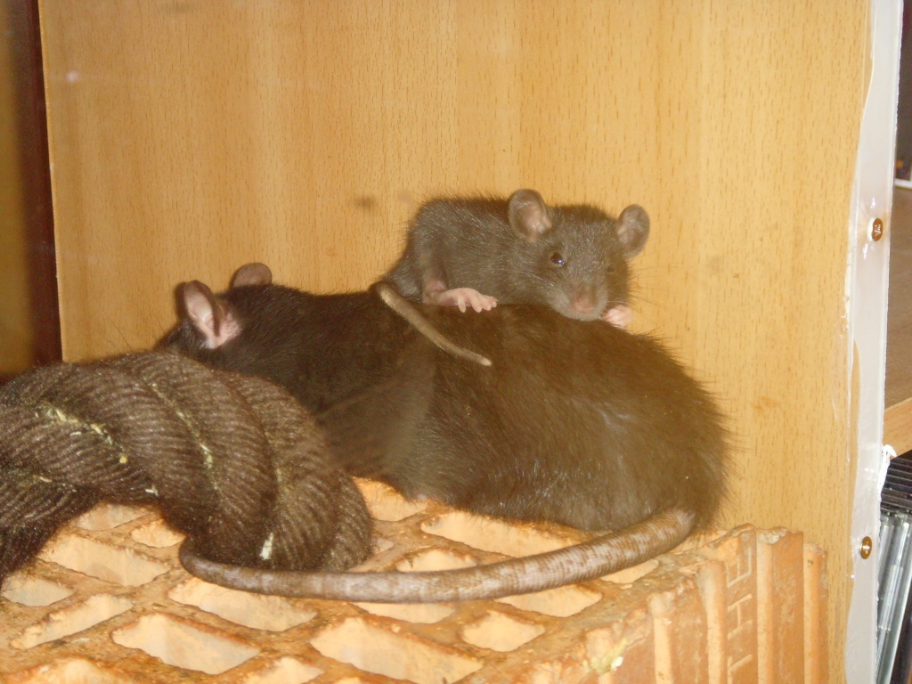 Rattenbabys abzugeben - Nagetiere - Dresden