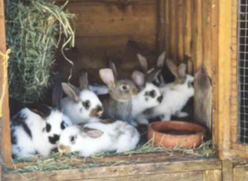 Kaninchen entlaufen - Entlaufen Zugelaufen - Mittenwalde