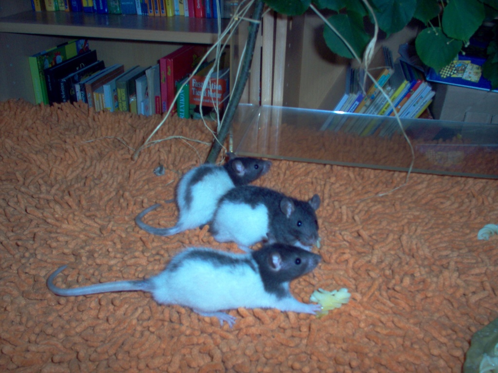 Rattenwelpen suchen neues Zuhause - Nagetiere - Lohe Rickelshof