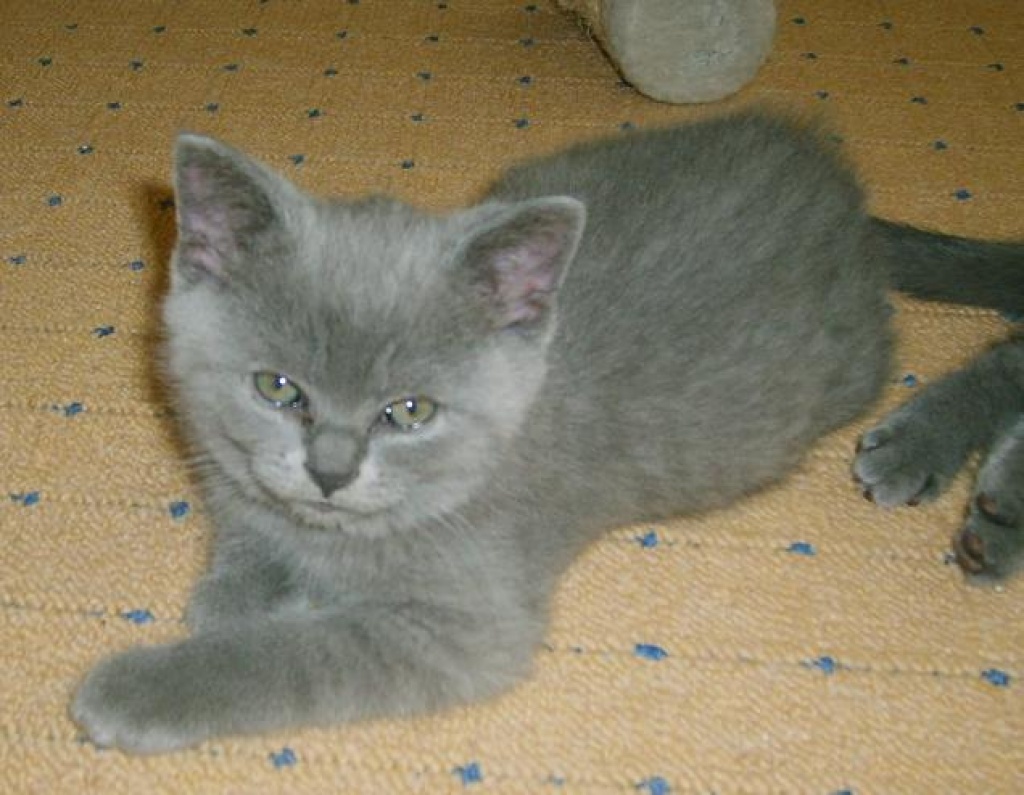 BKH Mädchen in blau mit Papieren - Katzen - Berlin