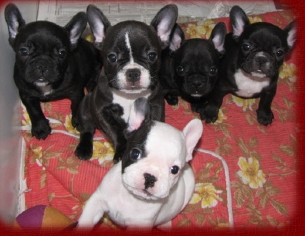 Französische-Bulldoggen-Welpen - Hunde - Frankfurt am Main