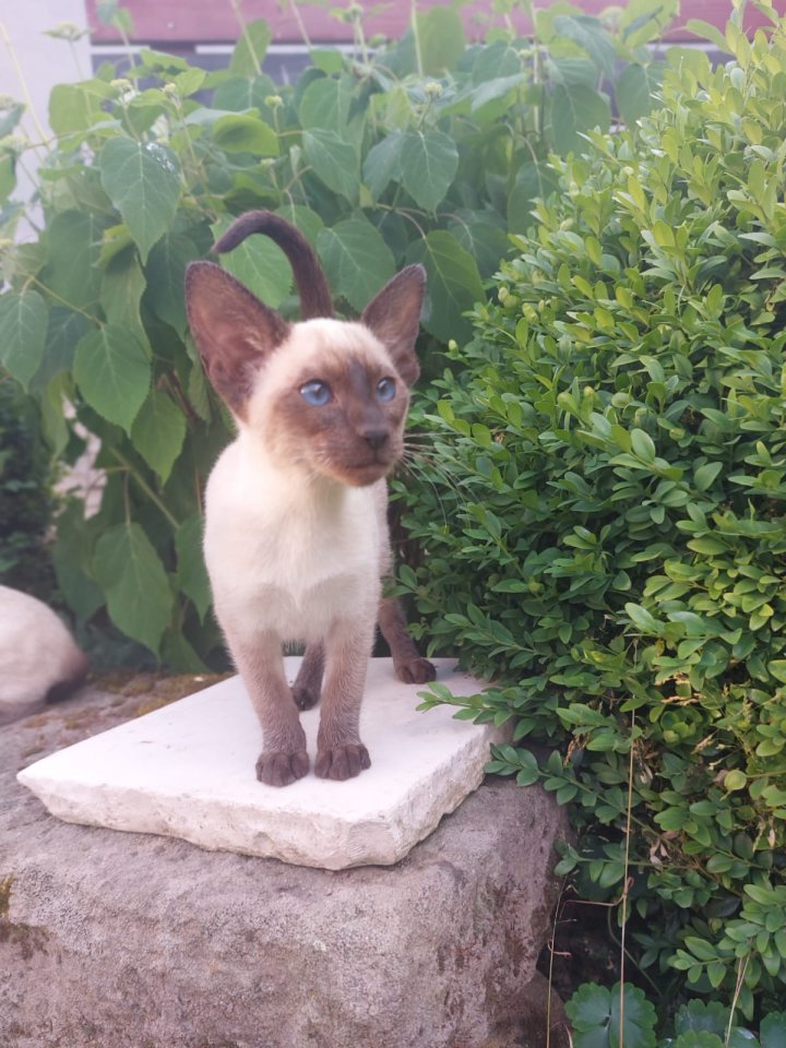 Reinrassige Siam Kitten - Katzen - Burgoberbach