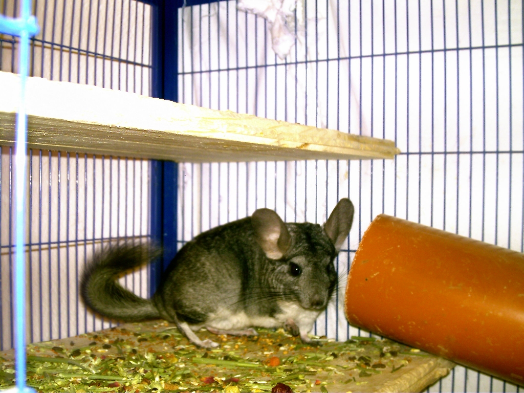 Chinchillaweibchen dringend abzugeben - Sonstiges - Dernbach