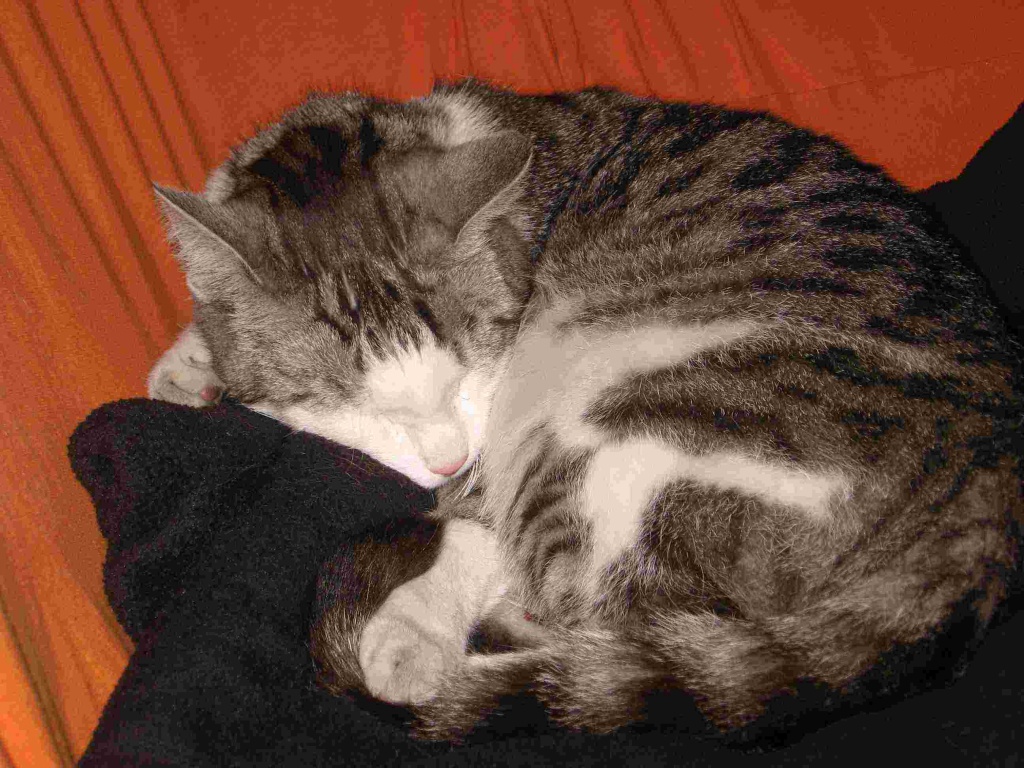 Katze in Halle/S. zugelaufen - Entlaufen Zugelaufen - Halle Saale